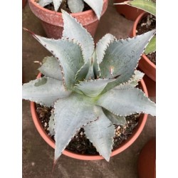 Agave ovata