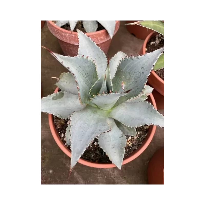 Agave ovata