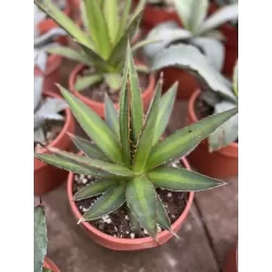 Agava - Agave univittata