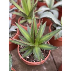 copy of Agave ovata