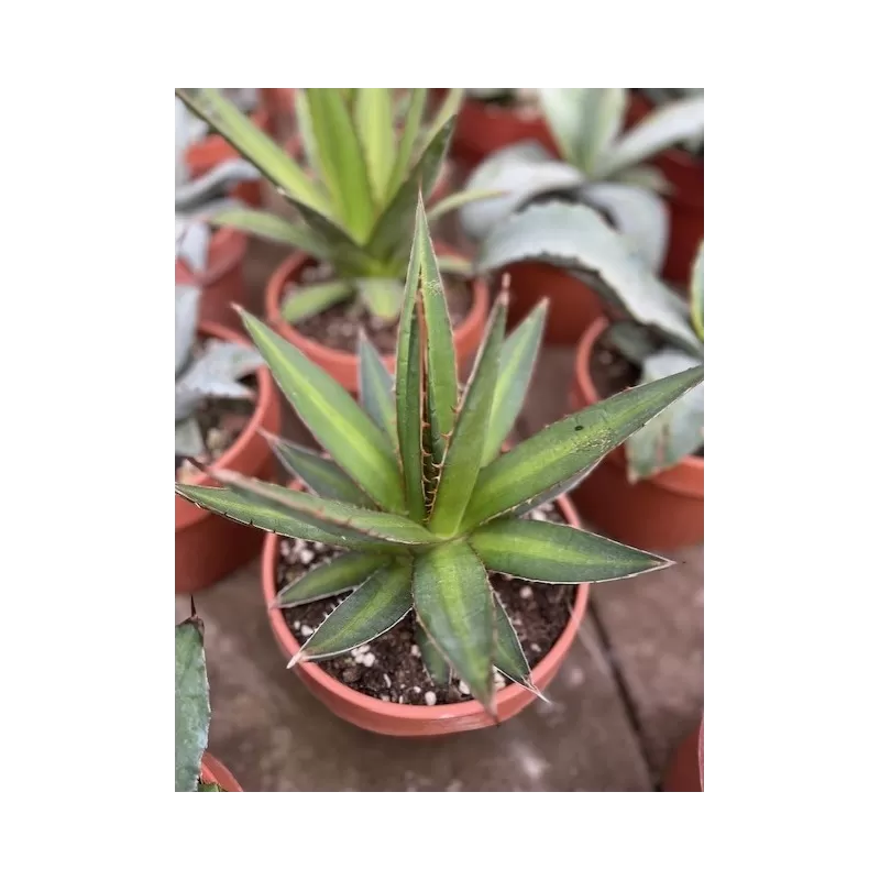 copy of Agave ovata