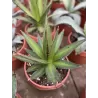 copy of Agave ovata