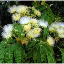 Albicija - Albizia kalkora