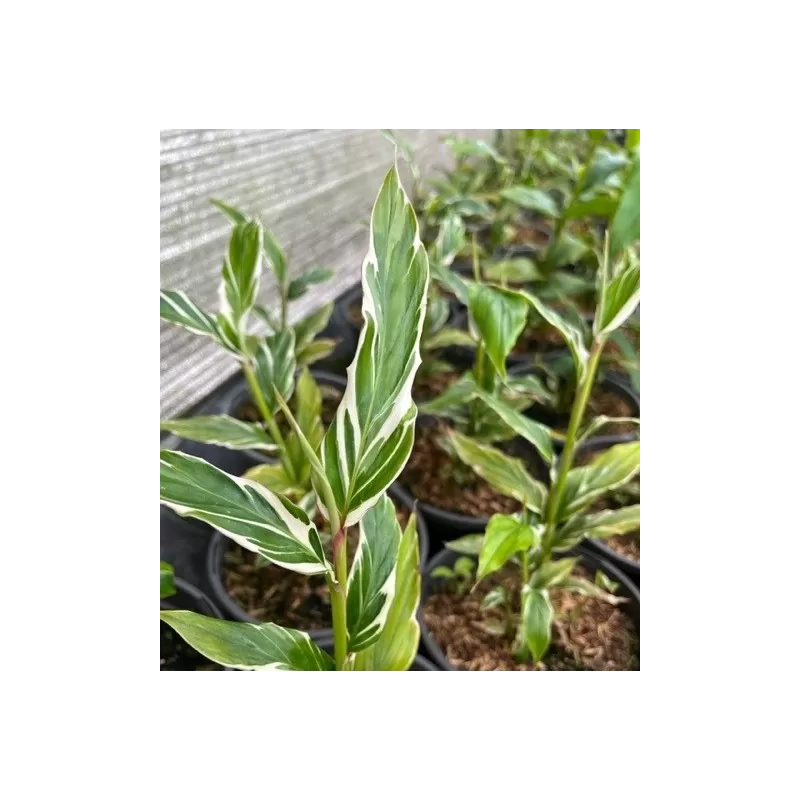 Retų ir egzotinių augalų prekyba internetu ir pristatymas į namus