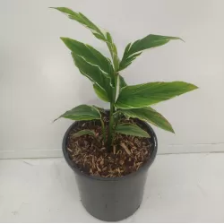 Retų ir egzotinių augalų prekyba internetu ir pristatymas į namus