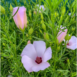 Alyogne delightfully