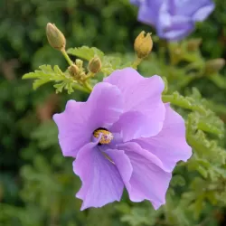 Alyogyne huegelii