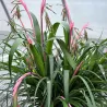 Svyrančioji bilbergija - Billbergia nutans
