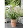 Svyrančioji bilbergija - Billbergia nutans