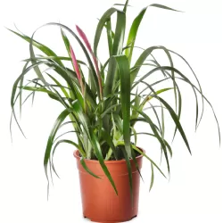 Billbergia nutans TEARS OF JOY