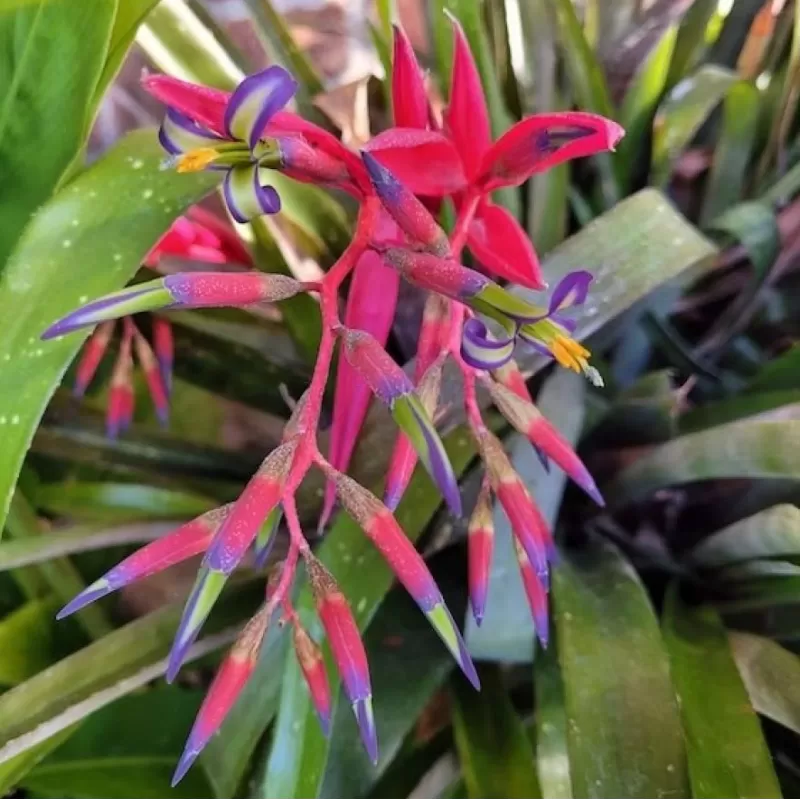Billbergia nutans TEARS OF JOY