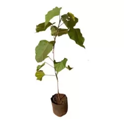 Dažinė urlija - Bixa orellana