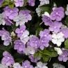 Brunfelsia pauciflora