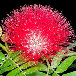 Kaliandra - Calliandra haematocephala