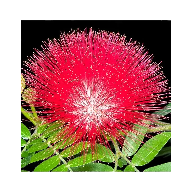Calliandra haematocephala