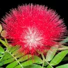 Kaliandra - Calliandra haematocephala