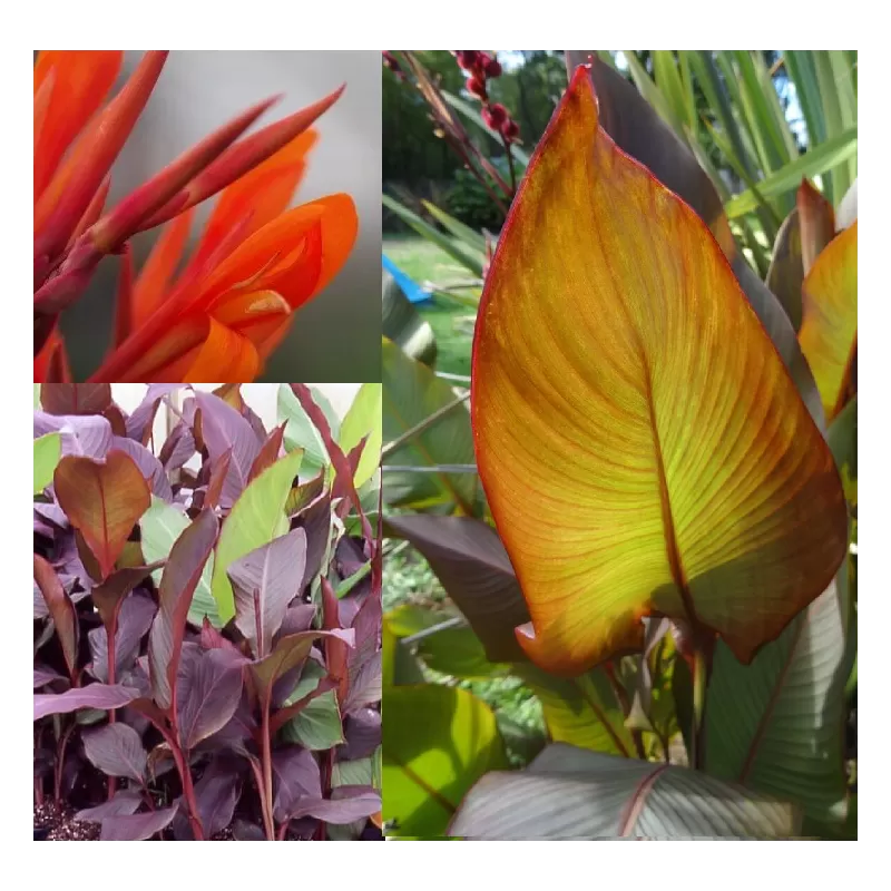 Canna musafolia Rubrum