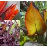 Kana - Canna musafolia Rubrum
