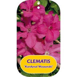 Plačiažiedė raganė - Clematis patens KARDNAL WYSZYNSKI