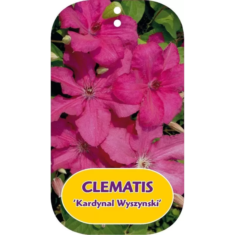 Plačiažiedė raganė - Clematis patens KARDNAL WYSZYNSKI