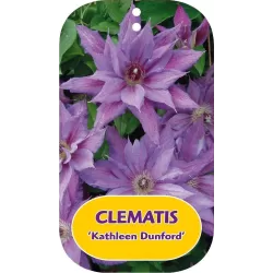 Clematis patens KATHLEEN DUNFORD