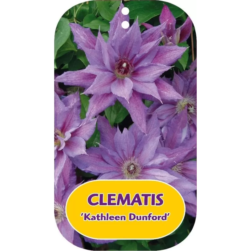 Plačiažiedė raganė - Clematis patens KATHLEEN DUNFORD