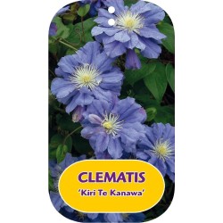 Plačiažiedė raganė - Clematis patens KIRI TE KANAWA
