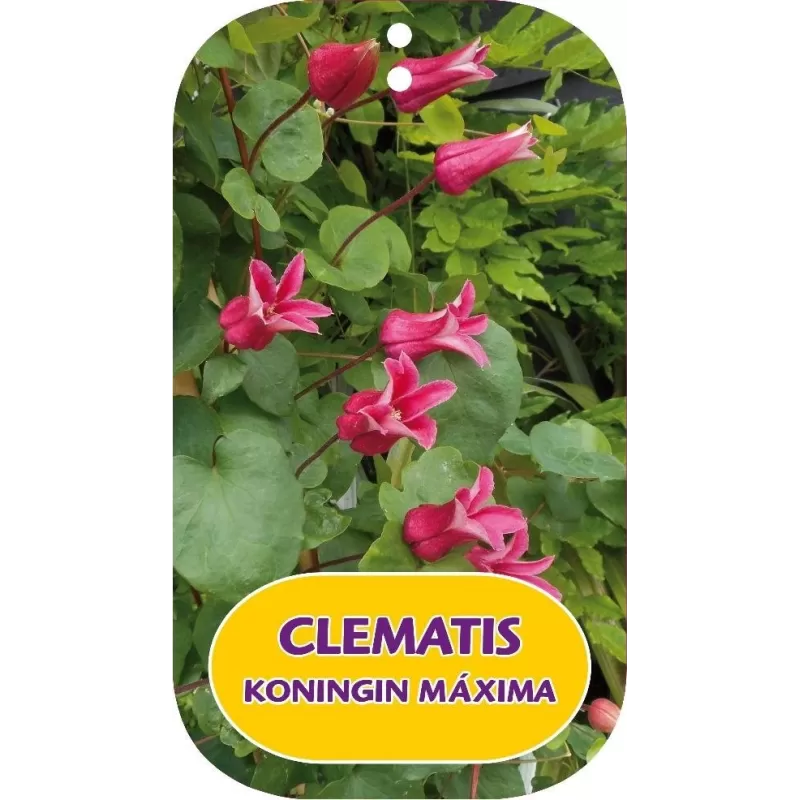 Raudonžiedė raganė - Clematis texensis KONINGIN MAXIMA