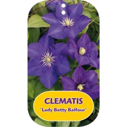 Plačiažiedė raganė - Clematis patens LADY BETTY BALFOUR