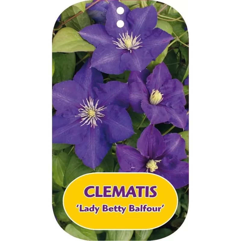 Plačiažiedė raganė - Clematis patens LADY BETTY BALFOUR