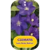 Plačiažiedė raganė - Clematis patens LADY BETTY BALFOUR