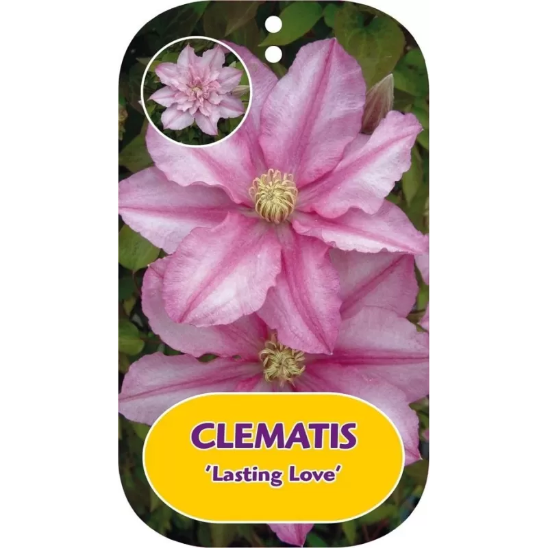Clematis patens LASTING LOVE