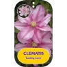 Clematis patens LASTING LOVE