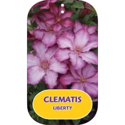 Plačiažiedė raganė - Clematis patens LIBERTY