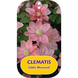 Raganių Multi Blue sodinukai su pristatymu į namus