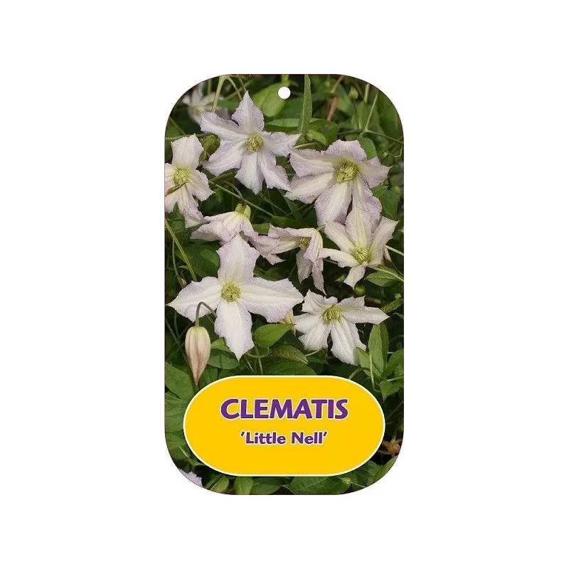 Clematis viticella LITTLE NELL
