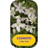 Mėlynžiedė raganė - Clematis viticella LITTLE NELL