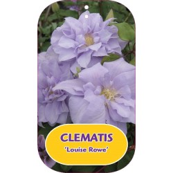 Plačiažiedė raganė - Clematis patens LOUISE ROWE