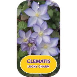 Puošnioji raganė - Clematis jackmanii LUCKY CHARM