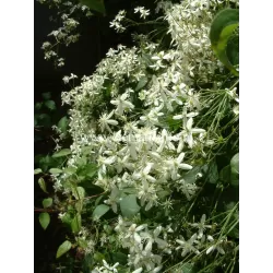 Kvapnioji liepsnotoji raganė - Clematis flammula mandshurica