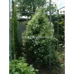 Kvapnioji liepsnotoji raganė - Clematis flammula mandshurica