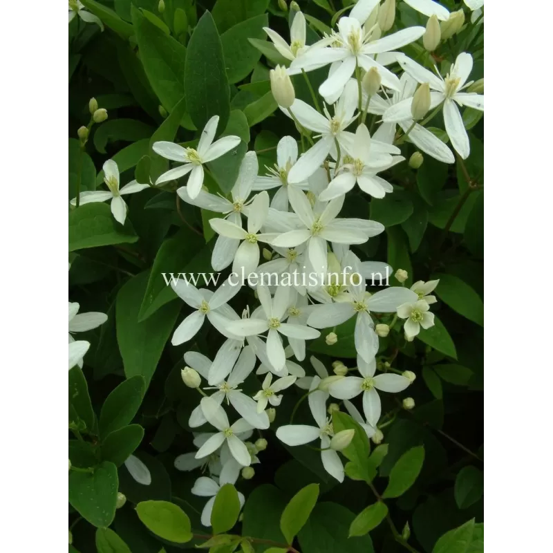 Kvapnioji liepsnotoji raganė - Clematis flammula mandshurica