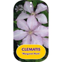 Plačiažiedė raganė - Clematis patens MARGARET HUNT