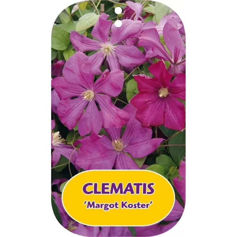 Clematis viticella MARGOT KOSTER
