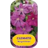 Clematis viticella MARGOT KOSTER