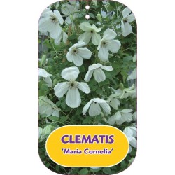 Mėlynžiedė raganė - Clematis viticella MARIA CORNELIA