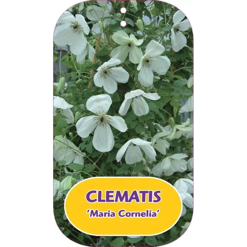 Clematis viticella MARIA CORNELIA