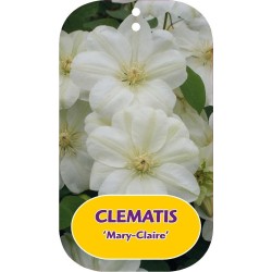 Plačiažiedė raganė - Clematis patens MARY-CLAIRE