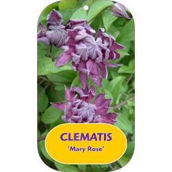 Mėlynžiedė raganė - Clematis viticella MARY ROSE