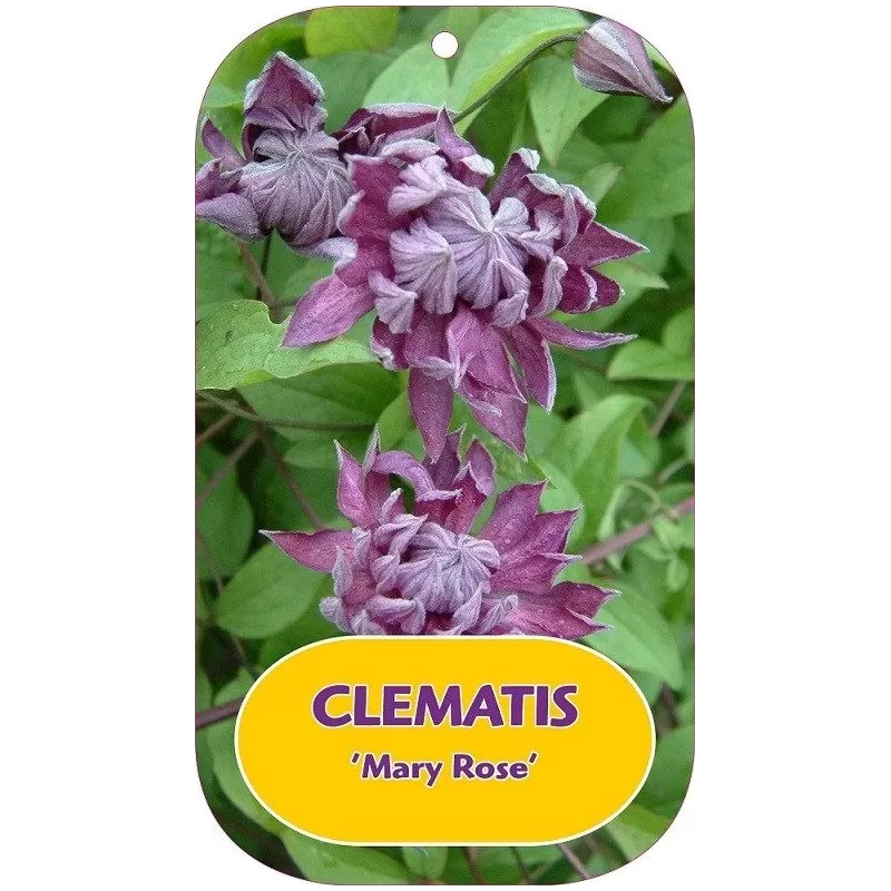 Mėlynžiedė raganė - Clematis viticella MARY ROSE